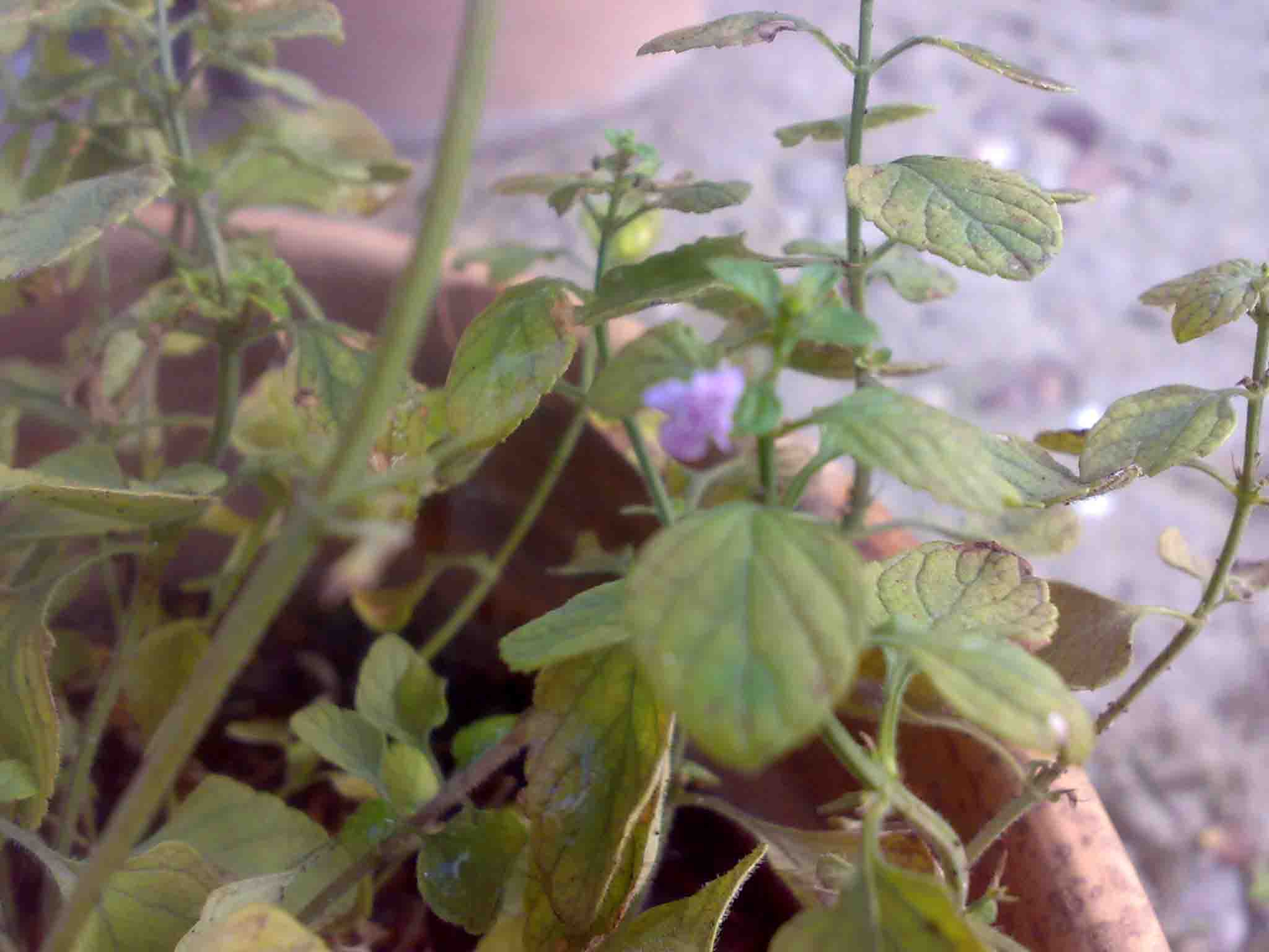 [Foto de planta, jardin, jardineria]