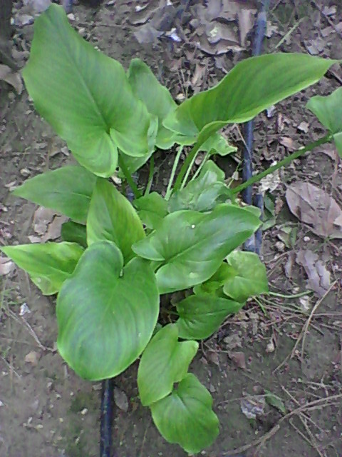 [Foto de planta, jardin, jardineria]