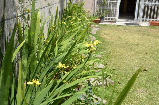 [Foto de planta, jardin, jardineria]