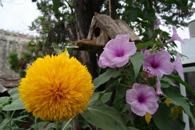 [Foto de planta, jardin, jardineria]