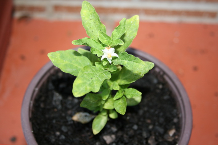 [Foto de planta, jardin, jardineria]