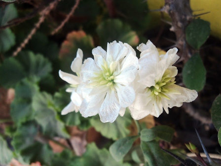 [Foto de planta, jardin, jardineria]