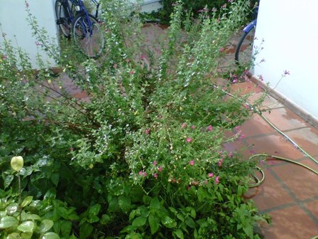 [Foto de planta, jardin, jardineria]