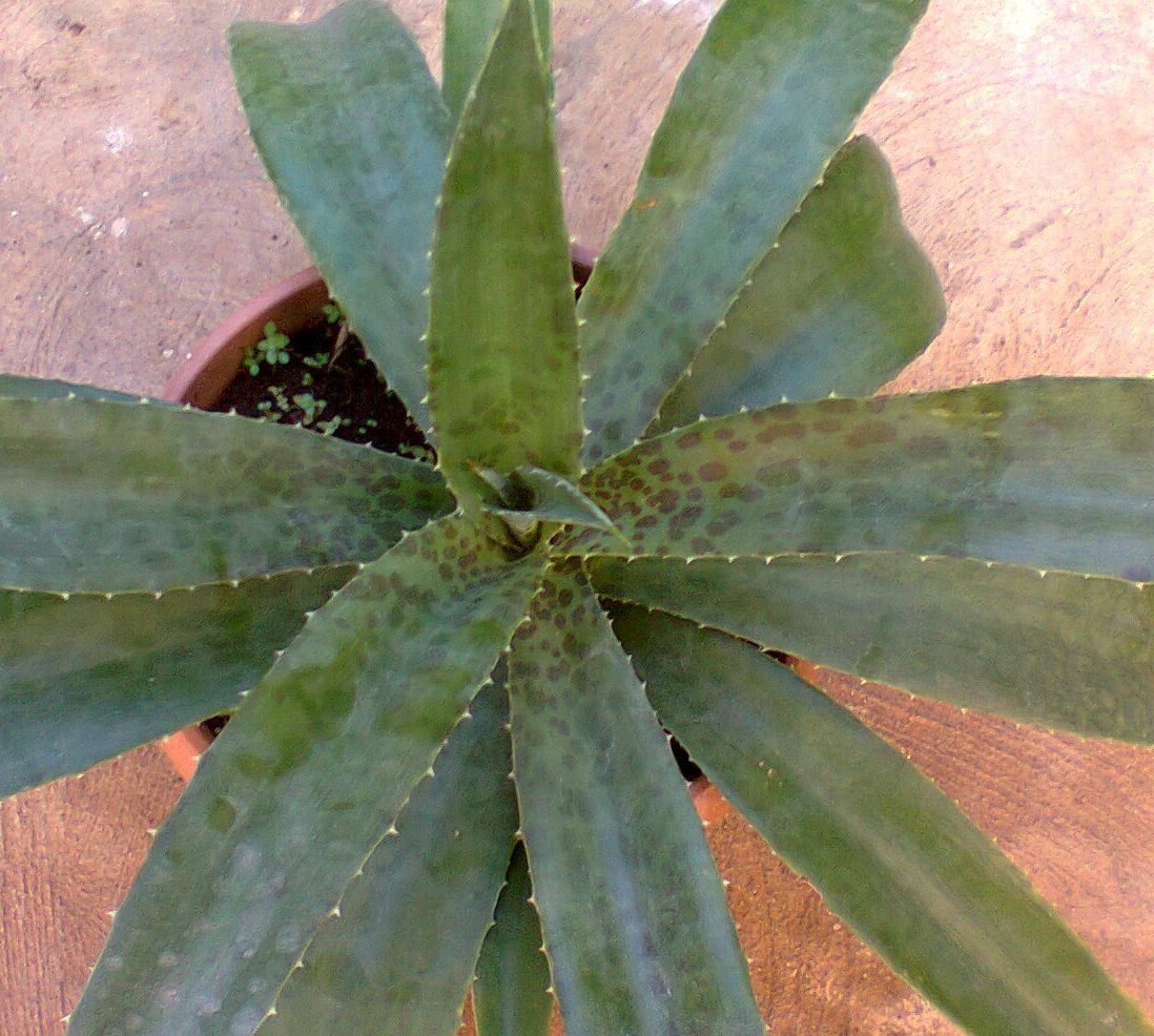 [Foto de planta, jardin, jardineria]