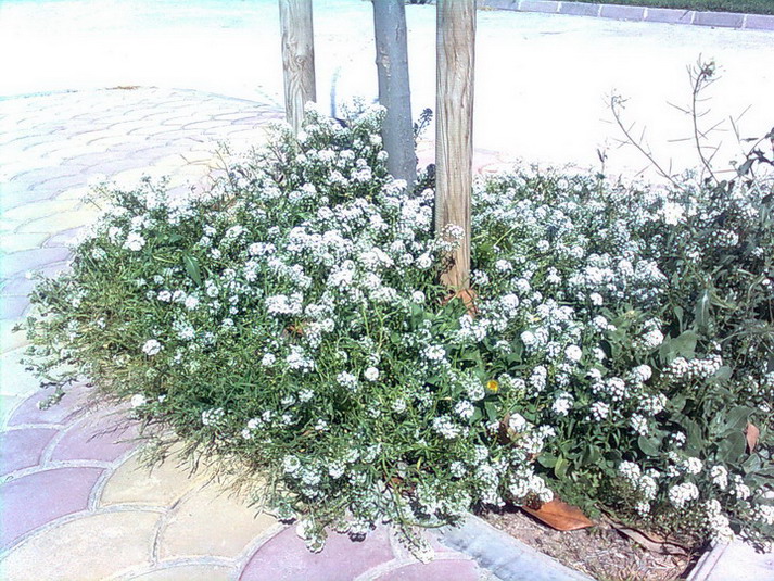 [Foto de planta, jardin, jardineria]