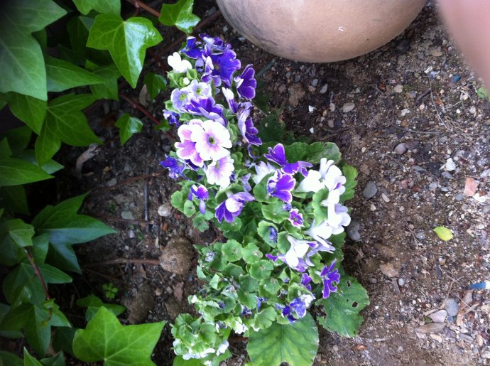 [Foto de planta, jardin, jardineria]