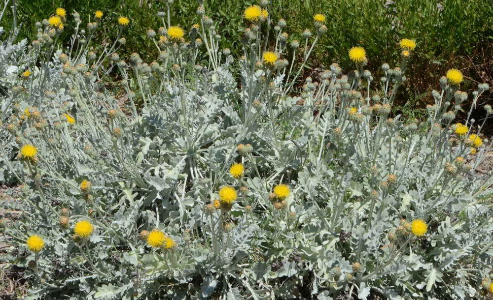 [Foto de planta, jardin, jardineria]