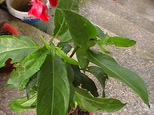 [Foto de planta, jardin, jardineria]