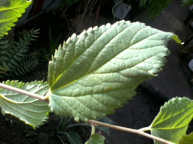 [Foto de planta, jardin, jardineria]