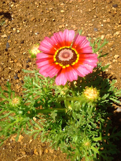 [Foto de planta, jardin, jardineria]