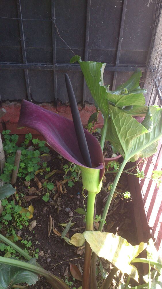 [Foto de planta, jardin, jardineria]