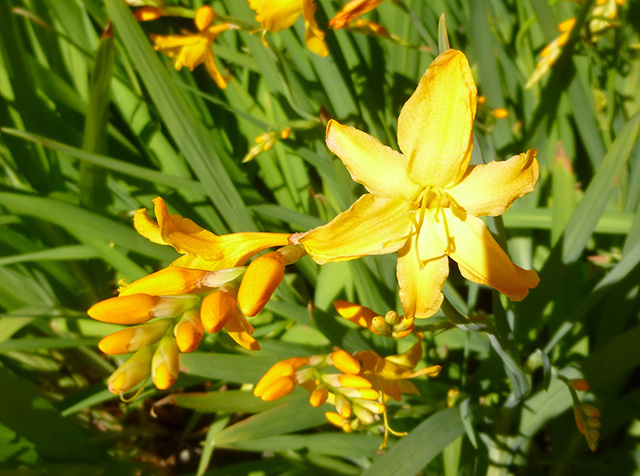 [Foto de planta, jardin, jardineria]