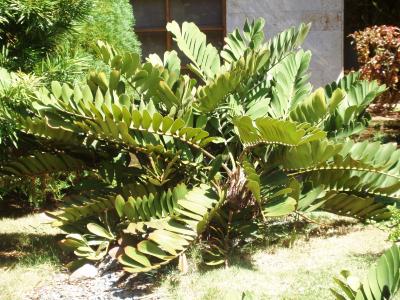 [Foto de planta, jardin, jardineria]