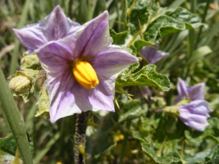 [Foto de planta, jardin, jardineria]