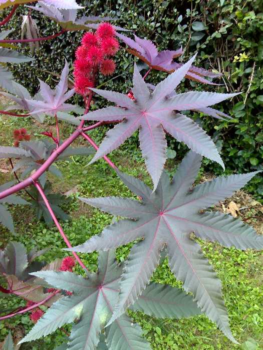 [Foto de planta, jardin, jardineria]