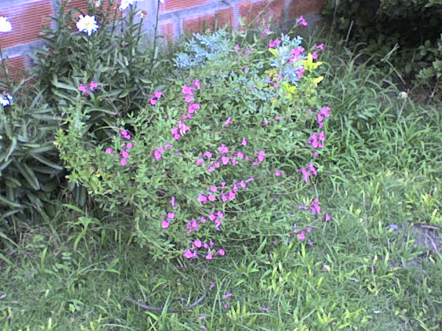 [Foto de planta, jardin, jardineria]