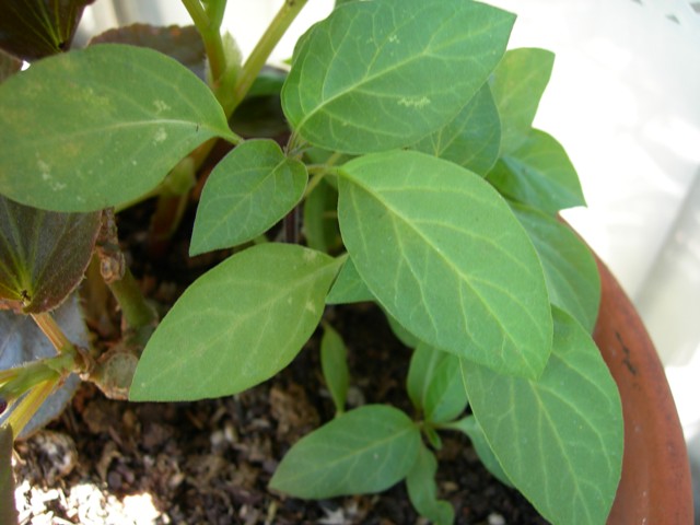 [Foto de planta, jardin, jardineria]