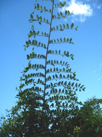 [Foto de planta, jardin, jardineria]