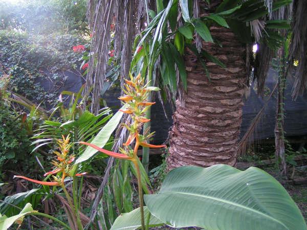 [Foto de planta, jardin, jardineria]