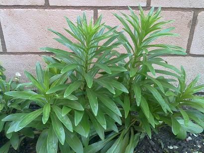 [Foto de planta, jardin, jardineria]