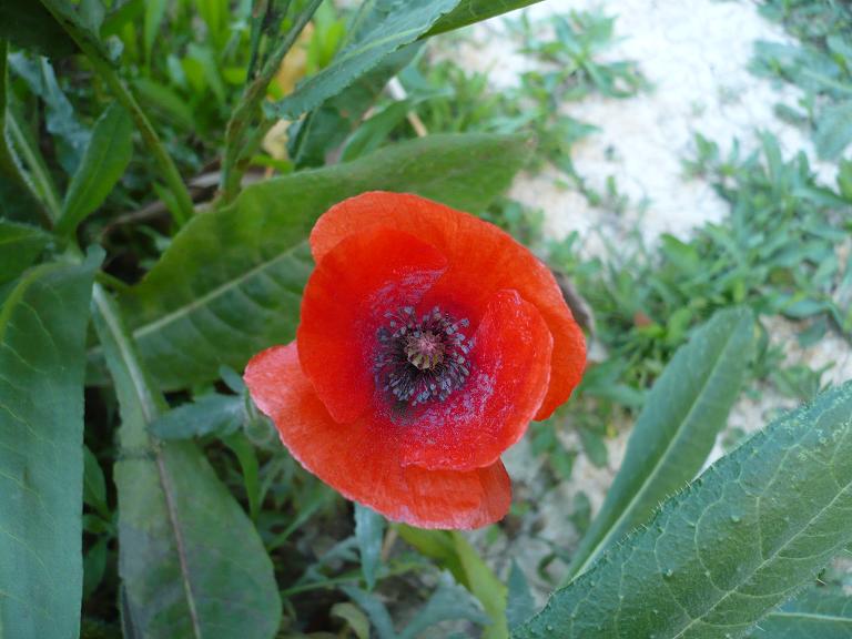 [Foto de planta, jardin, jardineria]