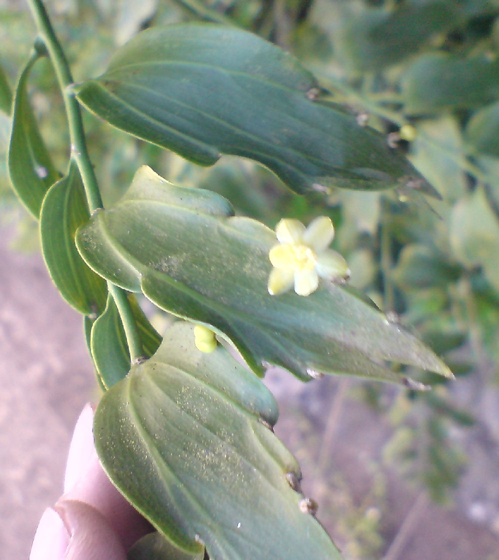 [Foto de planta, jardin, jardineria]