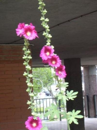 [Foto de planta, jardin, jardineria]