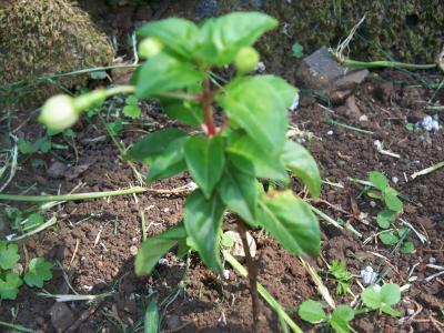 [Foto de planta, jardin, jardineria]