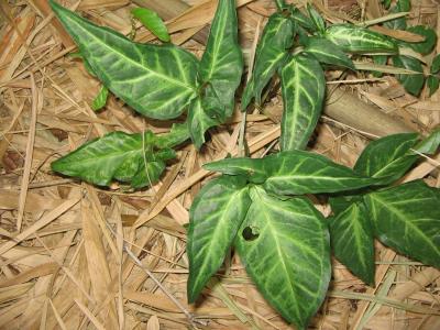 [Foto de planta, jardin, jardineria]