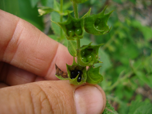 [Foto de planta, jardin, jardineria]