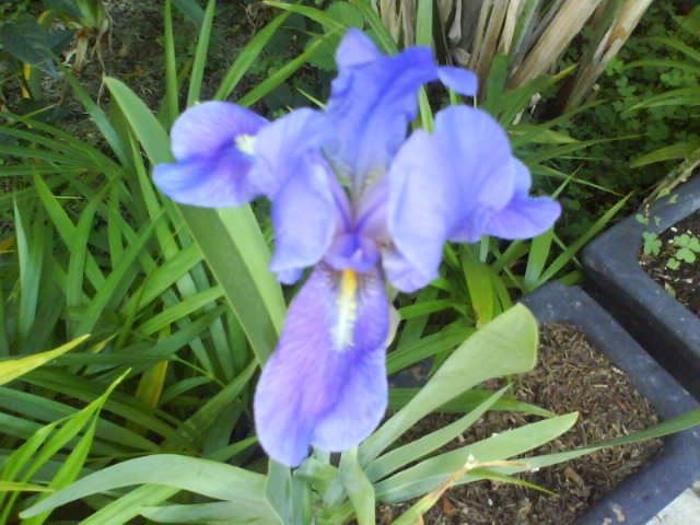 [Foto de planta, jardin, jardineria]