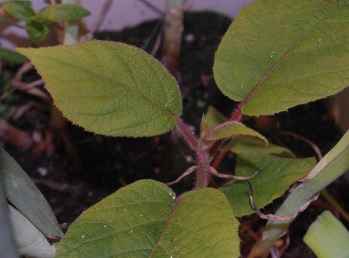 [Foto de planta, jardin, jardineria]