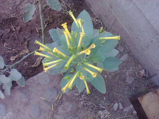 [Foto de planta, jardin, jardineria]