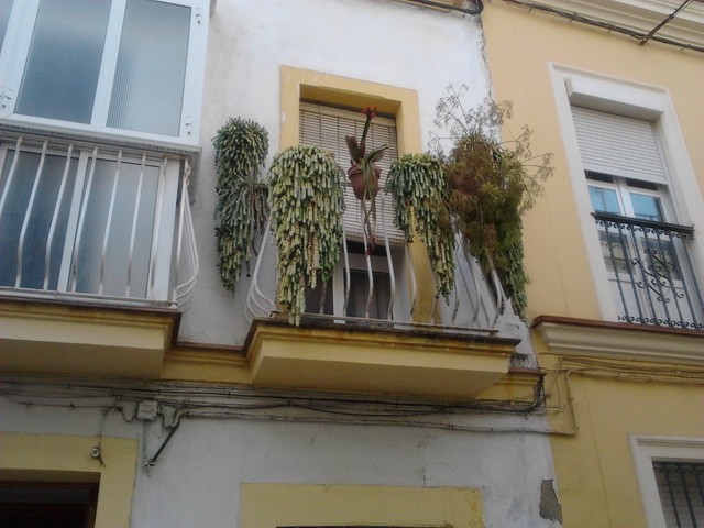 [Foto de planta, jardin, jardineria]