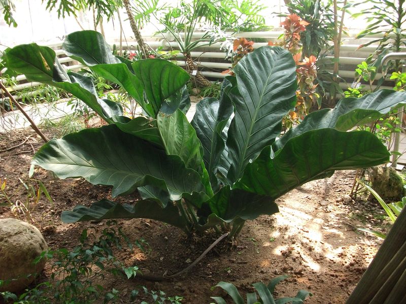 [Foto de planta, jardin, jardineria]