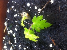 [Foto de planta, jardin, jardineria]