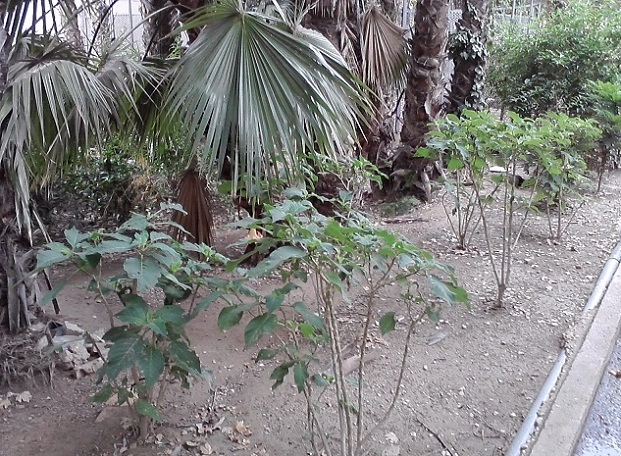 [Foto de planta, jardin, jardineria]