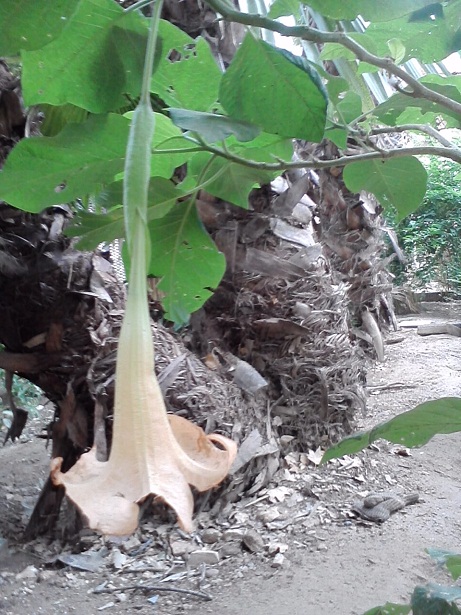 [Foto de planta, jardin, jardineria]