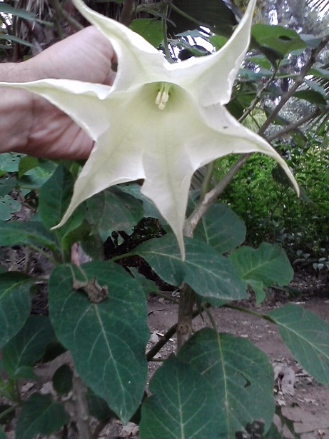 [Foto de planta, jardin, jardineria]