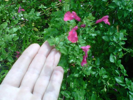 [Foto de planta, jardin, jardineria]