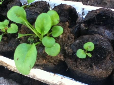 [Foto de planta, jardin, jardineria]