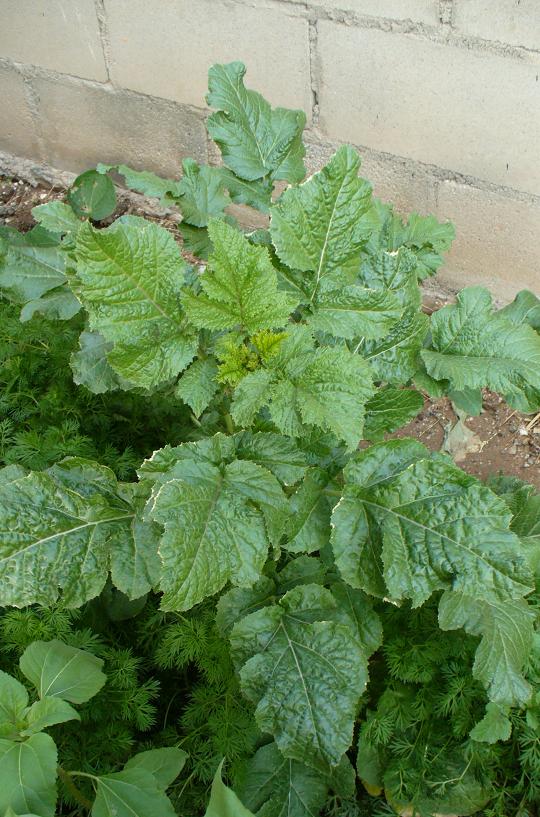 [Foto de planta, jardin, jardineria]