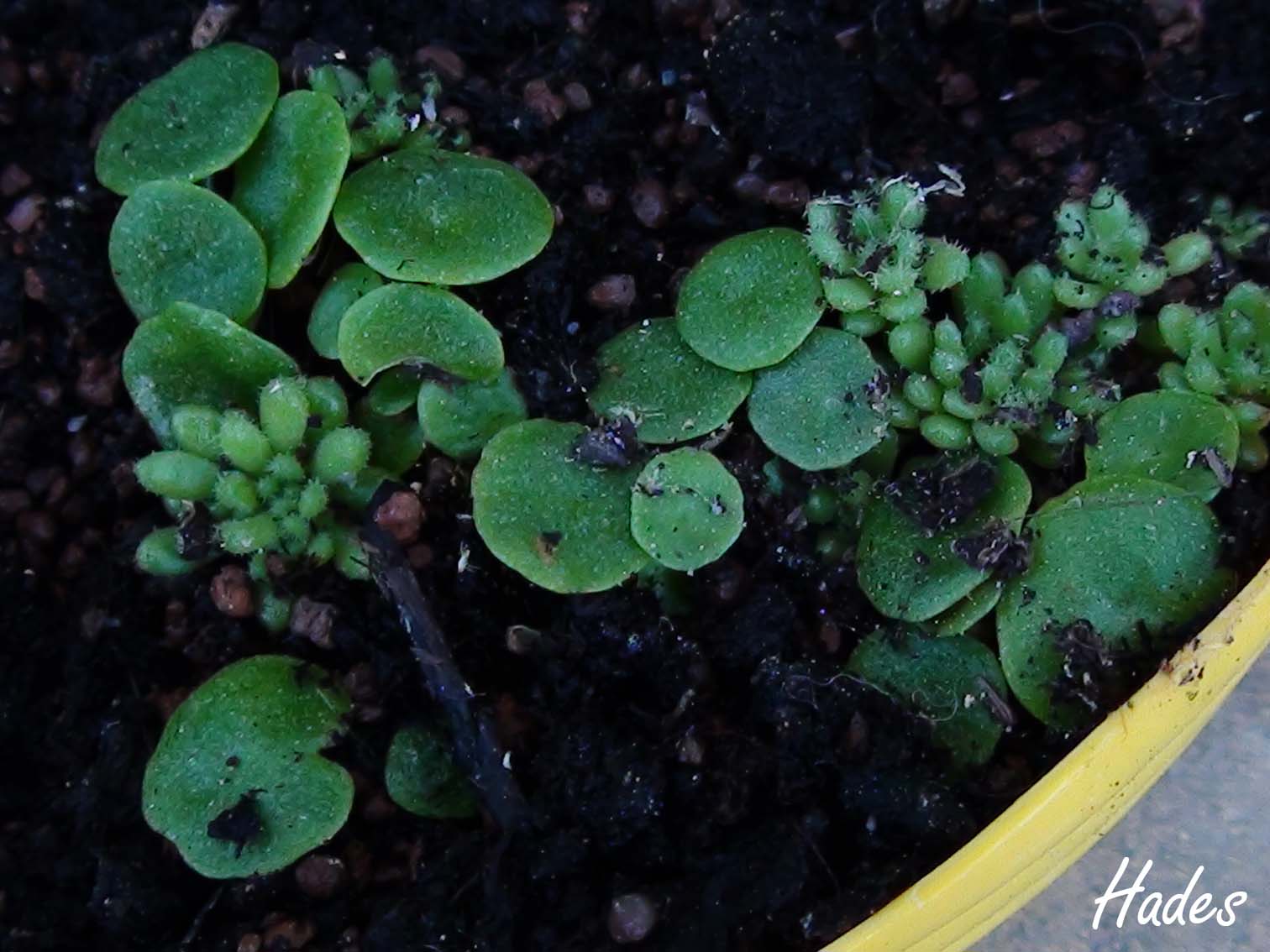 [Foto de planta, jardin, jardineria]