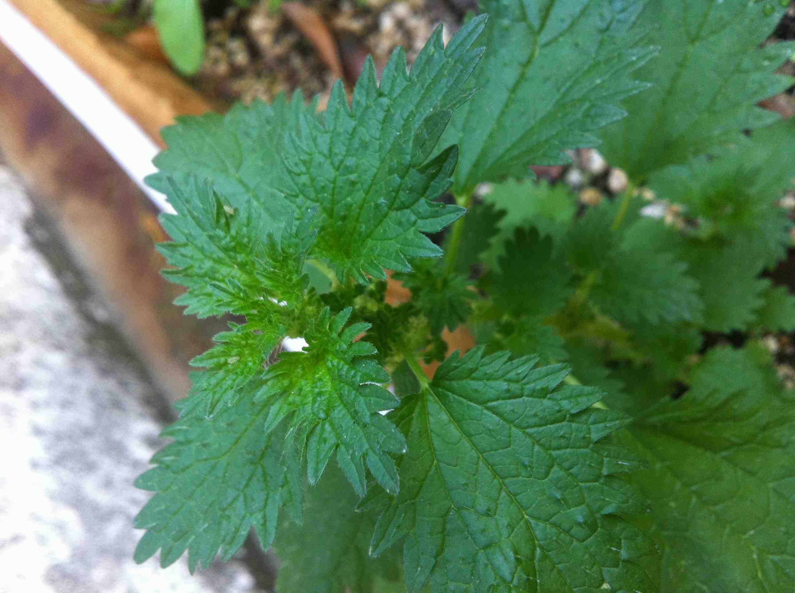 [Foto de planta, jardin, jardineria]