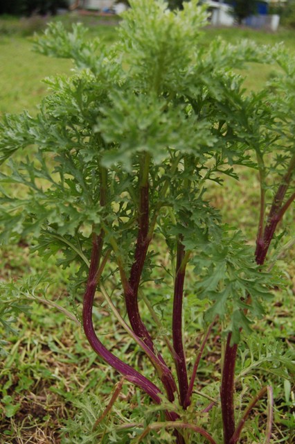 [Foto de planta, jardin, jardineria]