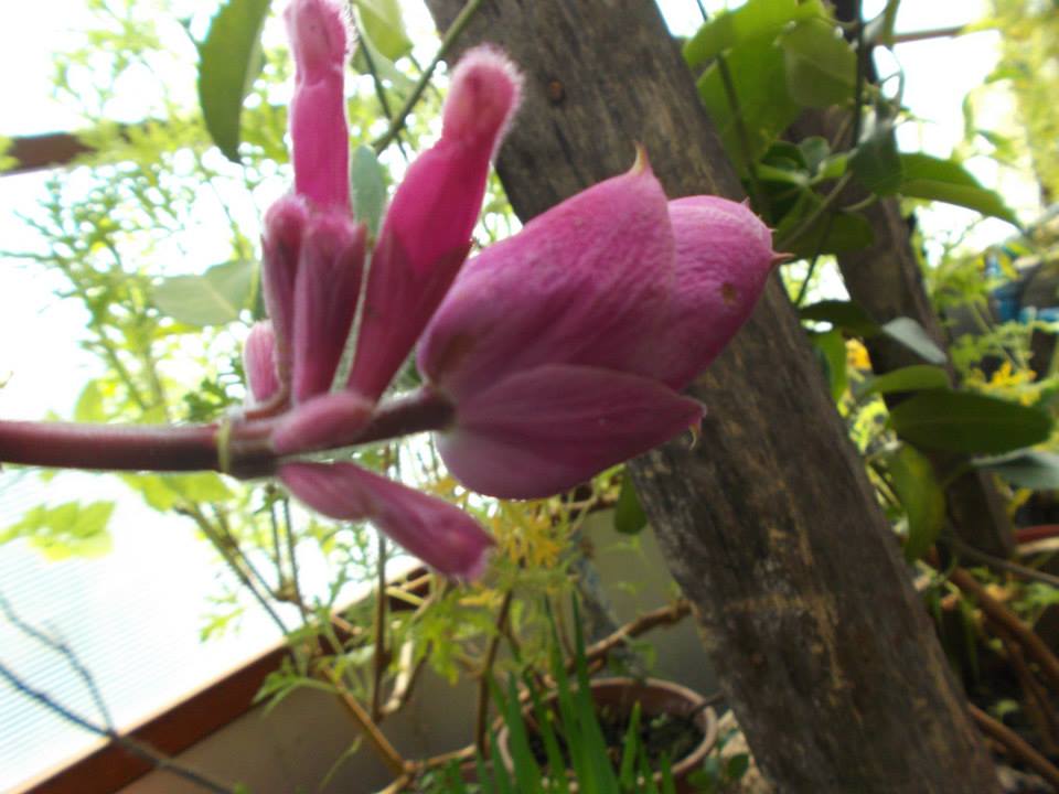 [Foto de planta, jardin, jardineria]