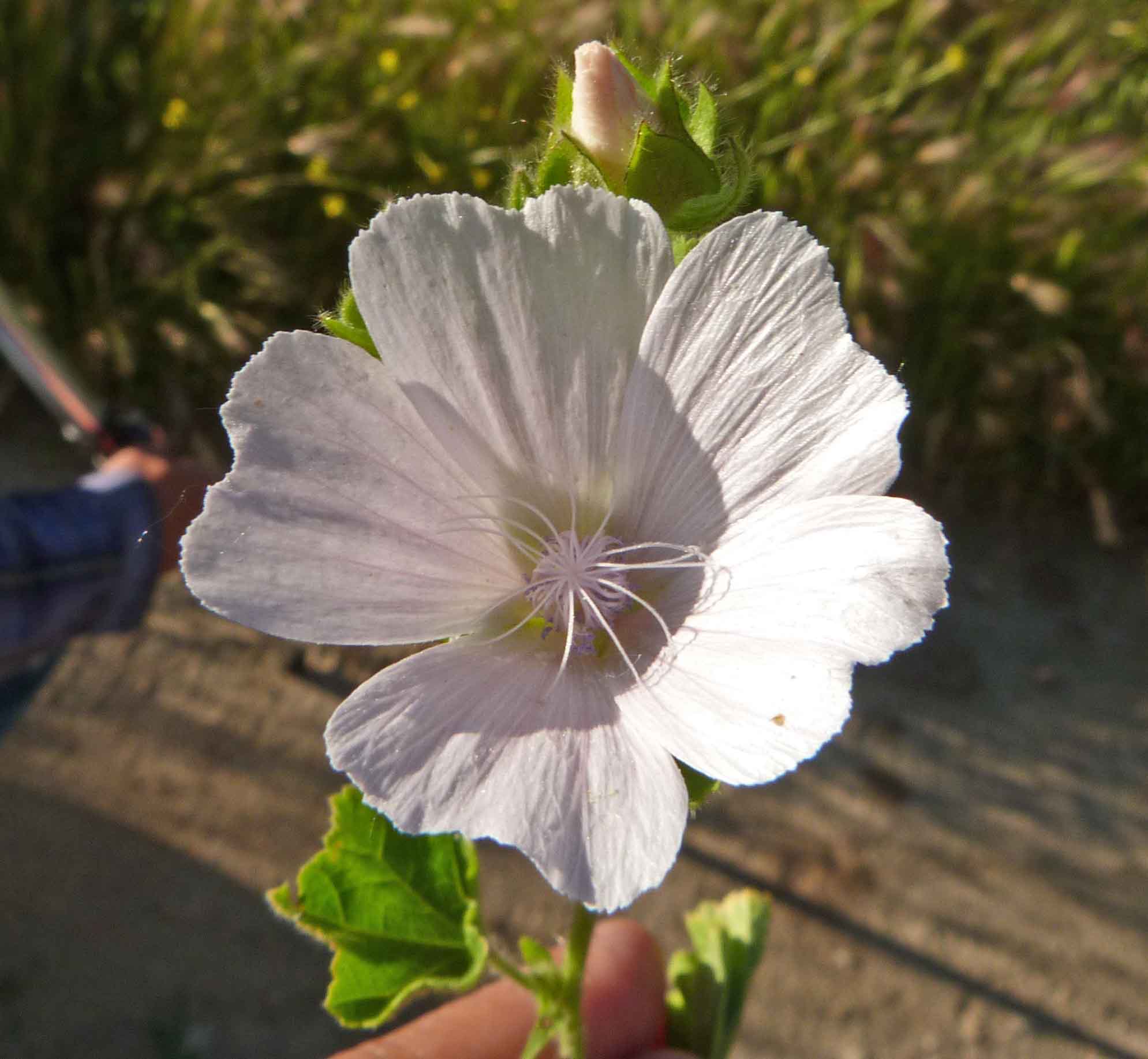 [Foto de planta, jardin, jardineria]