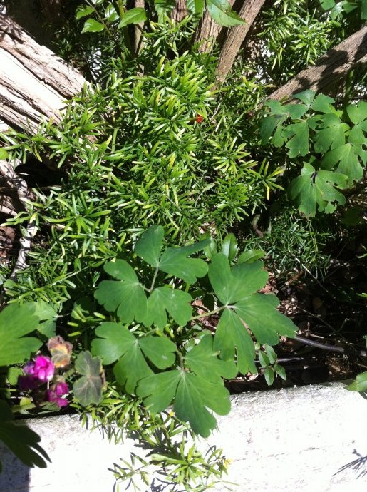 [Foto de planta, jardin, jardineria]