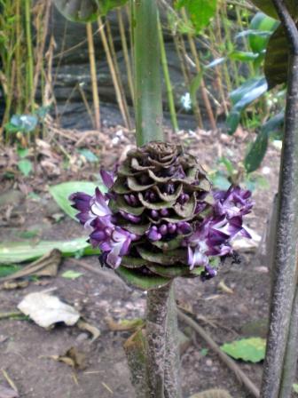 [Foto de planta, jardin, jardineria]