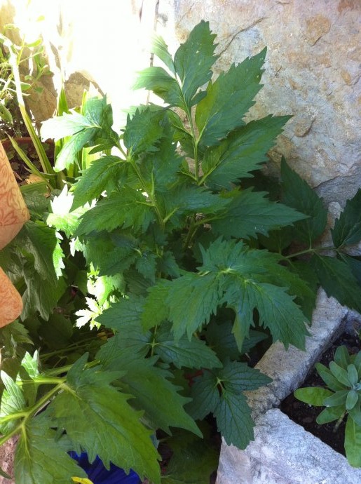 [Foto de planta, jardin, jardineria]